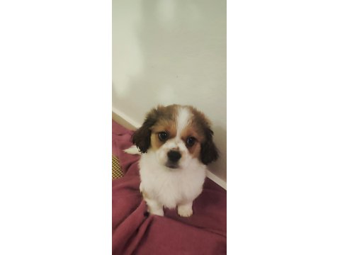 Mersin Cavalier King Charles Erkek Yavrular