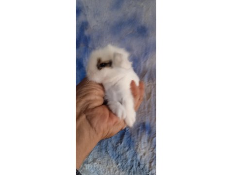 Hollanda Teddy Lop Tavşanı Yavrular