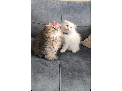 British Longhair Bebeklerim Yuva Arıyor