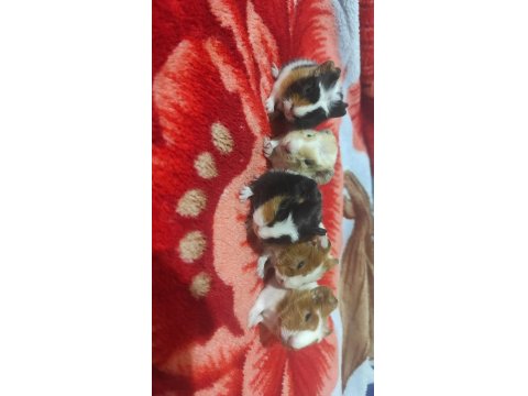 6 Adet Guinea Pig