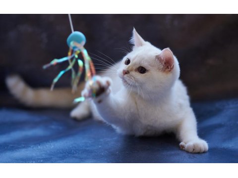 Kıvırcık Tüylü British Shorthair Kediler