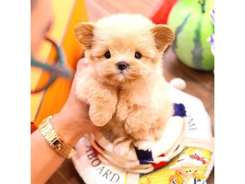 Maltipoo Cinsi Bebeklerim