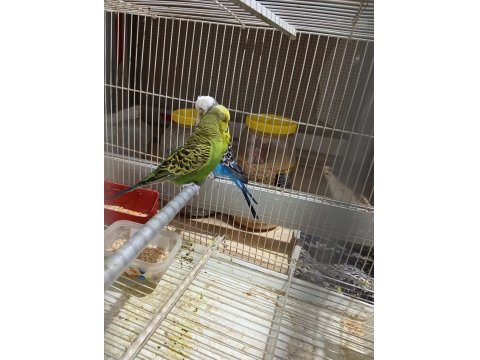 Çift Jumbo Muhabbet Kuşu