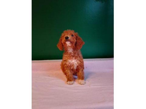 Kahverengi Toy Poodle Yavrularımız