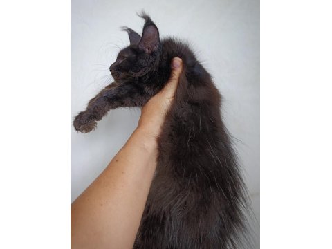 Harika Sağlıklı Yavru Maine Coon Kedimiz