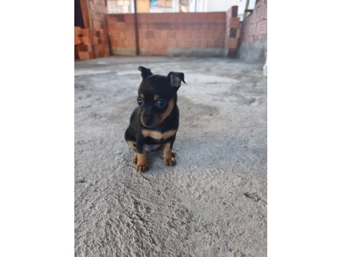 Sıfır Numara Minyatür Pinscher