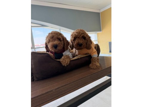 Mükemmel Maltipoo Yavrularımız Ankara Mağazamızda Görün