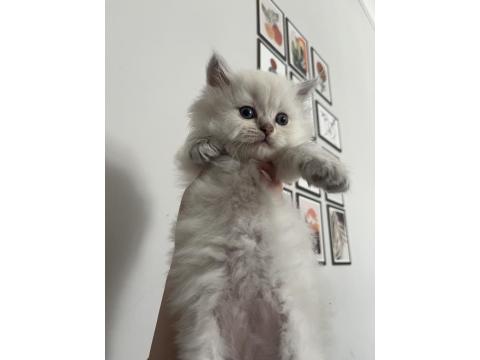 2 Aylık British Longhair Yavrularımızı Sahiplendiriyoruz