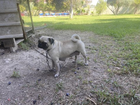 Pug Annelik Tecrübeli Dişi