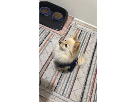 Eğitimli Pomeranian