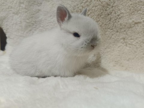 Yavru Hollanda Lop Ve Cüce Tavşan