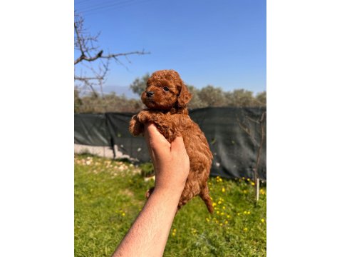 Mini Toy Poodle Bebekler Evden