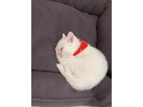 2 Aylık Yavru British Shorthair