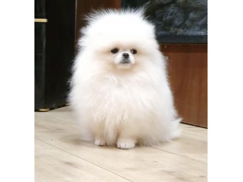 Bembeyaz Ayı Surat Pomeranian