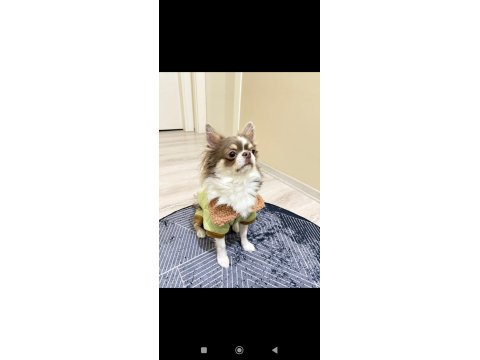 2 Erkek 45 Günlükler A Kalite Chihuahua