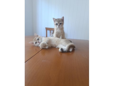 British Shorthair Yavrular 3 Aylık