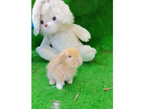 Hollanda Teddy Lop Tavşanı
