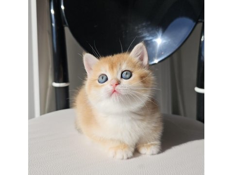 Safkan Golden British Shorthair