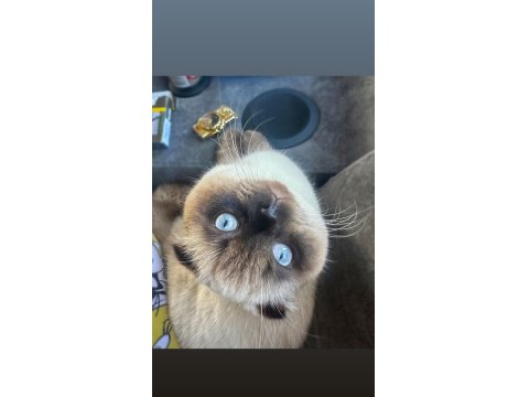 1,5 Yaşında Blue Point Erkek British Shorthair