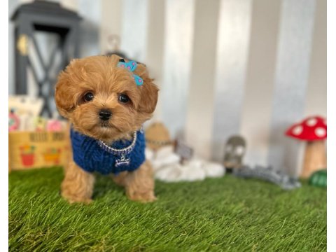 Maltipoo Köpeği Yavrular