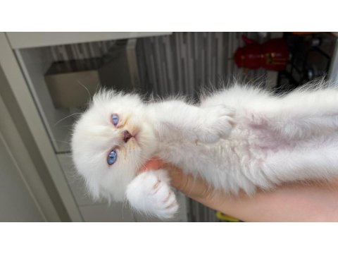Beyaz Kürk Masmavi Gözlü British Longhair Bebekler
