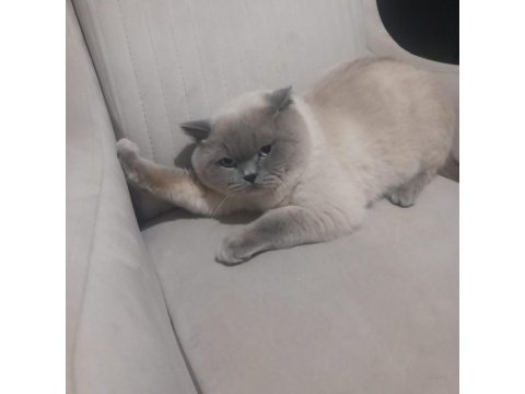 8 Aylik Erkek British Shorthair