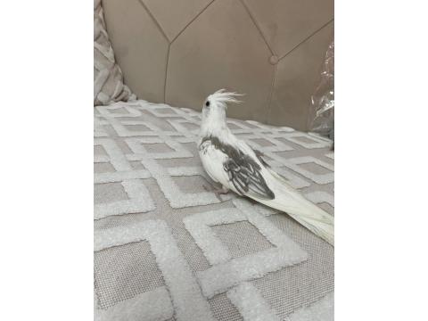 Yavru Sultan Papağanı Yeme Düşmüş