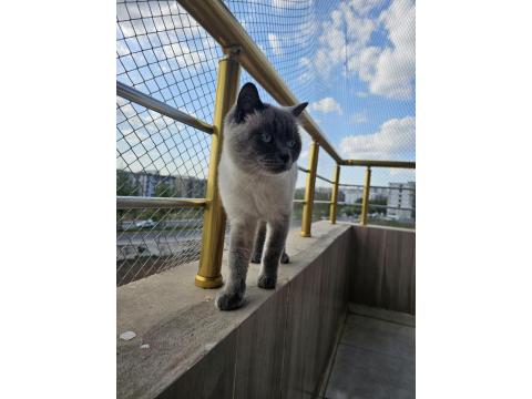 Beyaz British Shorthair Prensim
