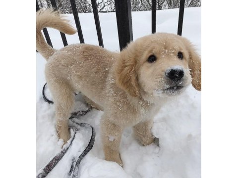 Sevimli Golden Retriever 2 Aylık Köpekler