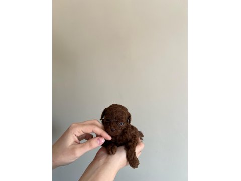 Kore Red-Brown Toy Poodle Yavrularımız