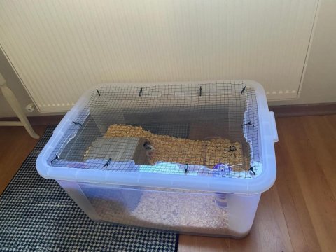 2 Dişi 3 Aylık Dumbo Rat Sadece İzmir İçi Elden Teslim