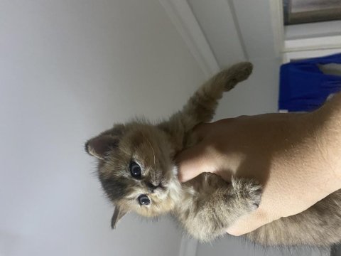 Süper Scottish Fold Golden Yavrular Uygun