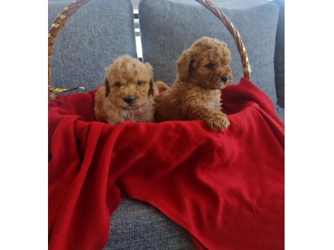 Red Poodle Minnaklarım Teslime Hazır