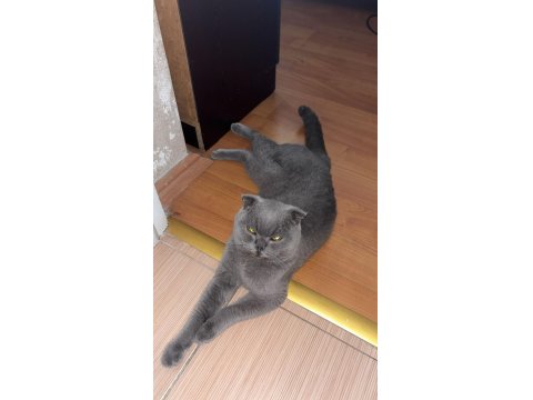 Scottish Fold Erkek Kedimiz