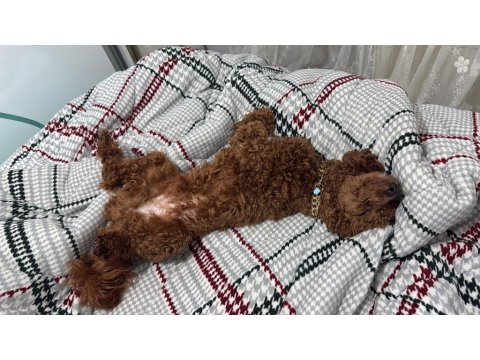 Toy Poodle 1 Numara