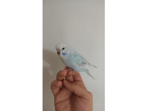 Jumbo Kırığı Dişi Muhabbet Kuşu