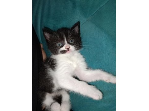 20 Ocak Doğumlu British Bicolor Yavrular