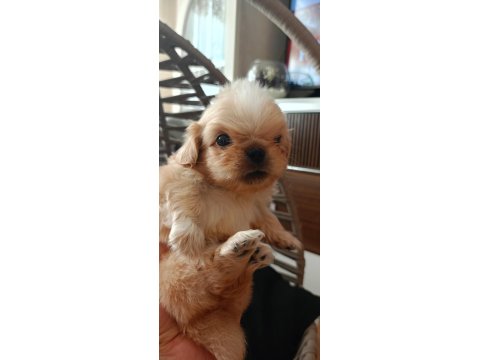 40 Günlük Pekinez Köpeği