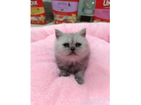 Scottish Fold Ve Scottish Straight Erkek