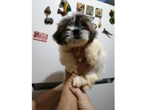 Shih Tzu Dişi Bebeklerimiz