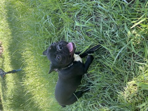 5 Aylık Uysal Yavru French Bulldog