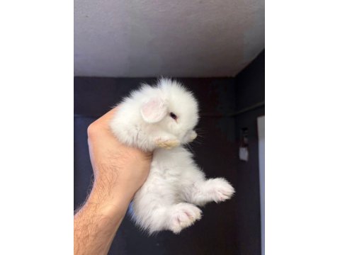 Hollanda Cüce Ve Mini Tavşanlar Her Yere Gönderim