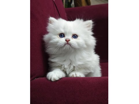 Kar Beyazı British Longhair Kedimiz