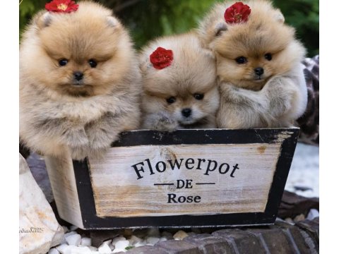 Ayı Surat Gülen Yüz Pomeranian Boo