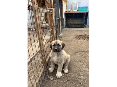 Orijinal Safkan Kangal Yavrular