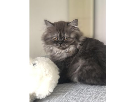 3 Aylık Dişi Yavru Kedimiz