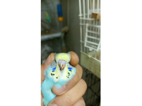 Yuvadan Yeni Çıkmış Muhabbet Kuşu Yavrularımız