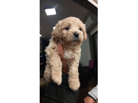 Büyümeyen Maltipoo Bebek Köpekler