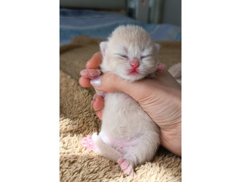 Özel Renk Chocolate Golden Kediler