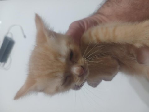 Sahiplendirilecek Kedimiz